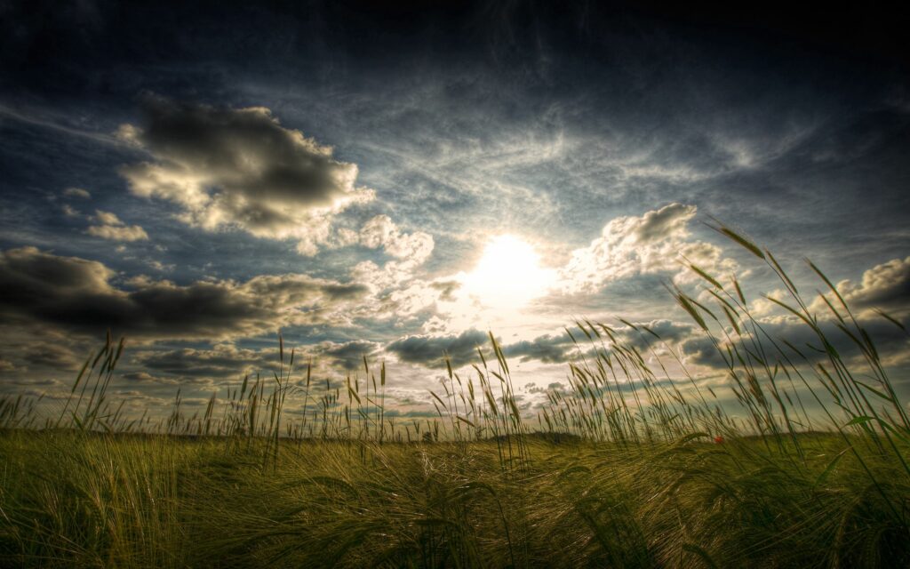 Tall green grains swaying under sunlit clouds in open agricultural fields wallpaper background