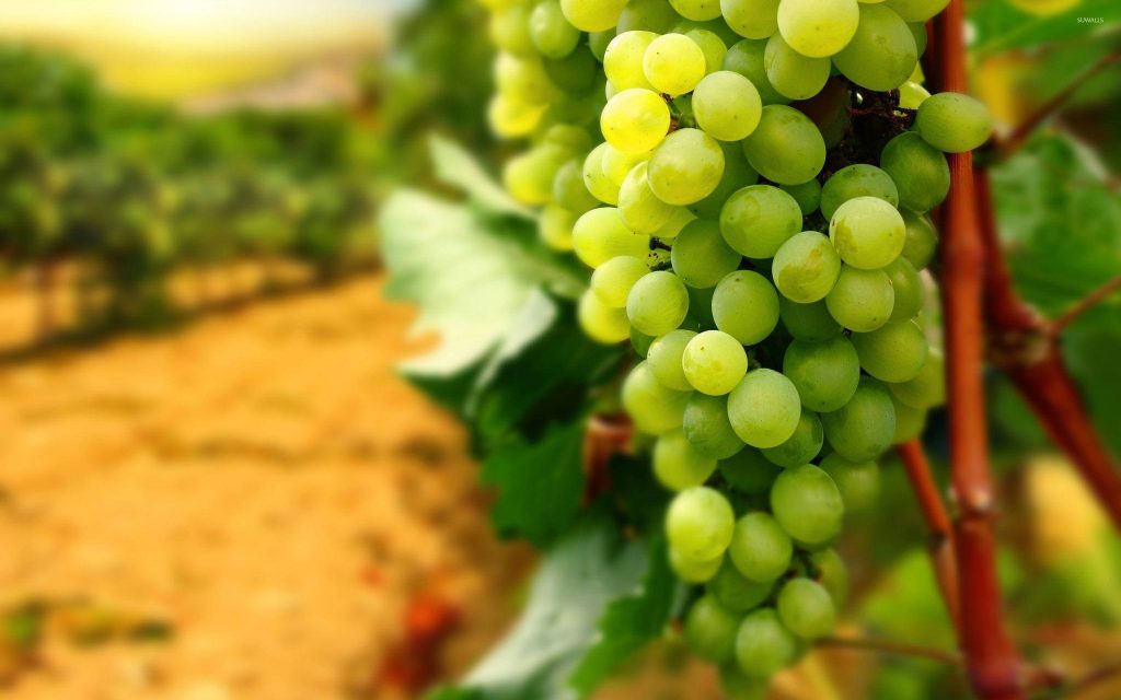 Ripe green grapes glowing in sunlight on vineyard vine with soft rustic blurred background Wallpaper