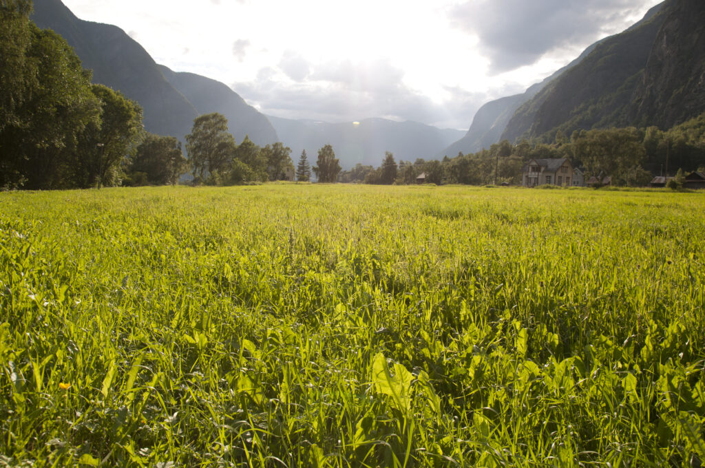 Sunlit vibrant green grass field with dense trees and towering mountains under cloudy sky wallpaper