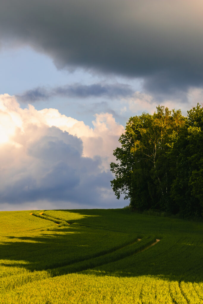 Sunlit green grass field with tall trees and dramatic clouds creating peaceful natural scenery Wallpaper