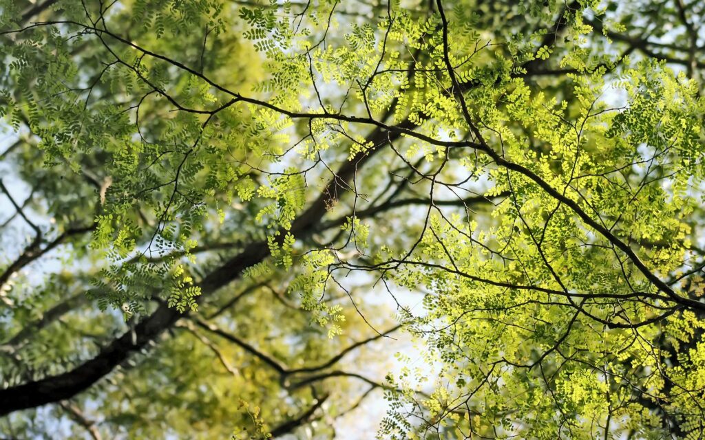 Vibrant green leaves and slender branches with sunlight filtering against blurred sky wallpaper background