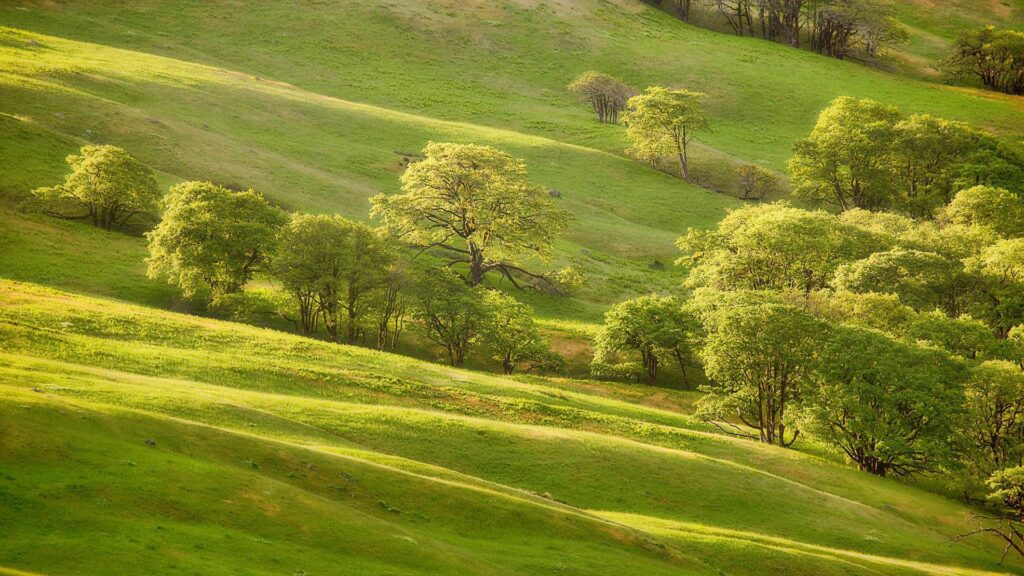 Sunlit lush green meadow with vibrant trees and rolling hills in a serene summer landscape wallpaper