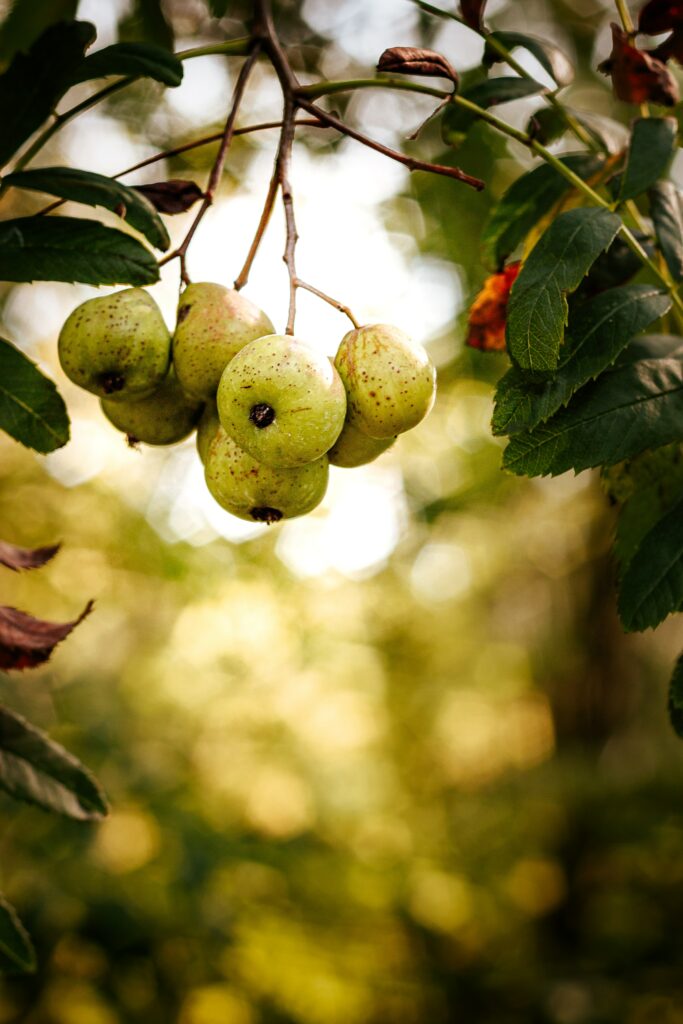 Close-up of green pears on branch with sunlit background fresh texture vibrant leaves wallpaper