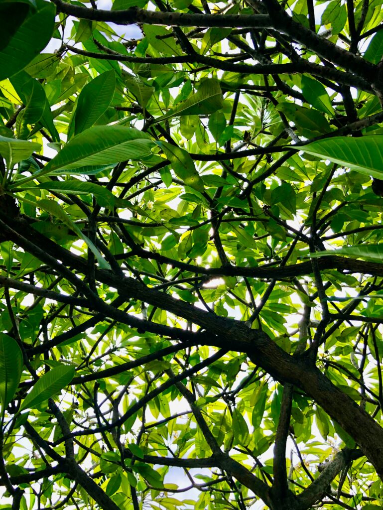 Vibrant green tree canopy with sunlight filtering through leaves in a serene natural setting Wallpaper