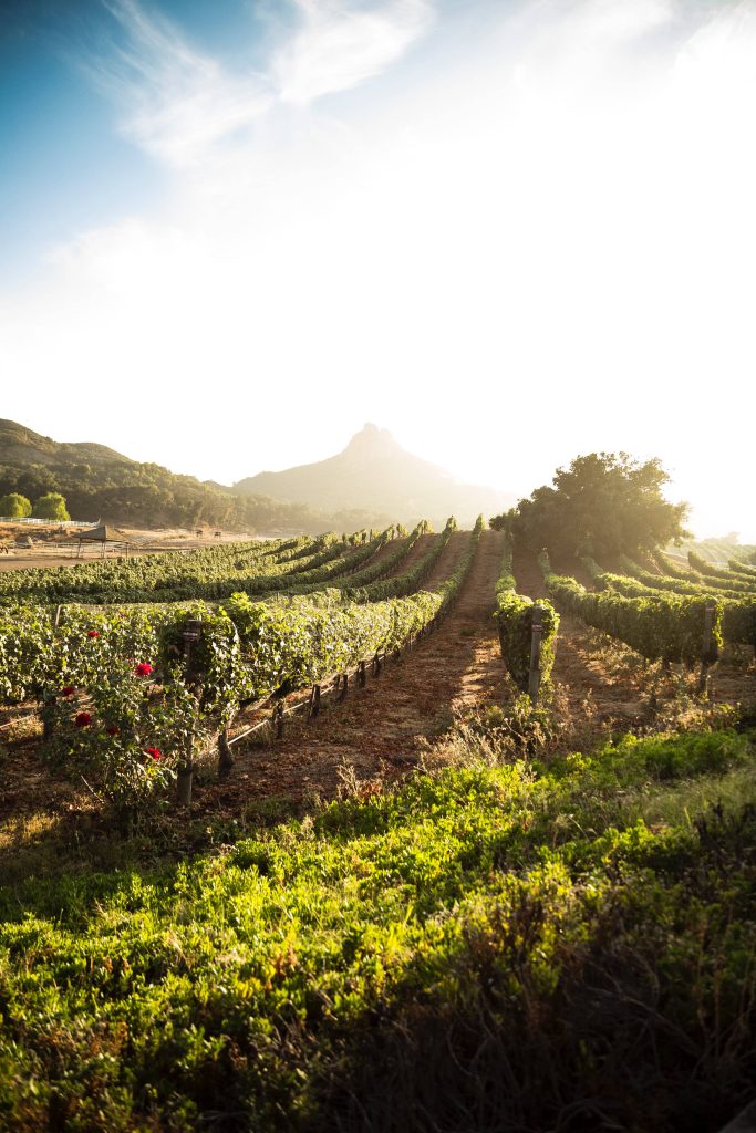Sunlit green vineyard with red roses leading to mountain peak in peaceful rural landscape wallpaper