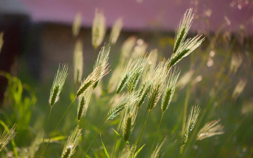 Close-up of green wheat ears with soft sunlight and pastel blurred background wallpaper