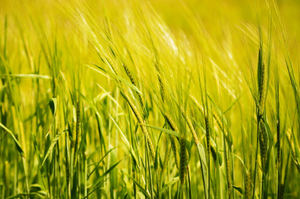 Vibrant green wheat ears swaying in sunlit field with warm golden tones and sharp detail wallpaper