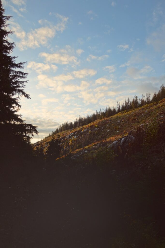 Sunlit hillside with sparse trees under soft blue sky and scattered clouds landscape wallpaper