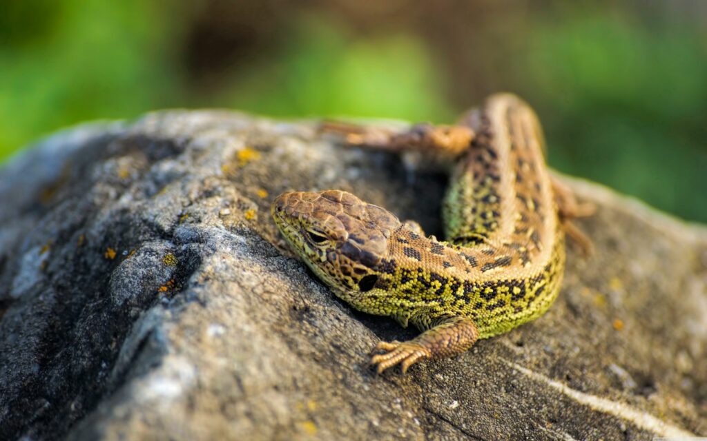 Vivid Lizard Basking on Sunlit Stone - 2560x1600 Wallpaper