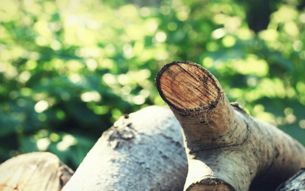 Close-up of sunlit textured logs and sticks with blurred green summer background for wallpaper