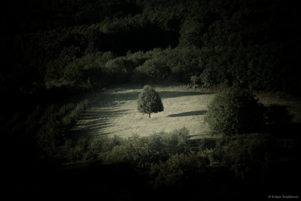 Lone tree in sunlit grassy field beside dense forest capturing serene natural landscape wallpaper