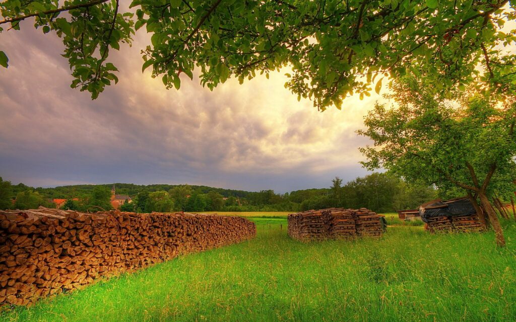Sunlit meadow with stacked firewood under green tree canopy in peaceful countryside retreat Wallpaper