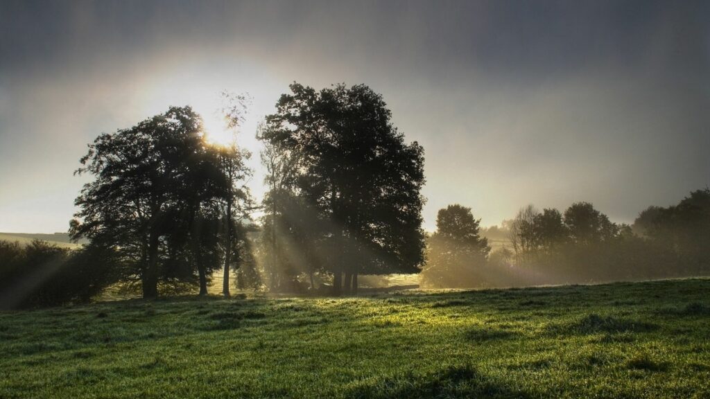 Sunlit morning in countryside with golden rays through tall trees and dewy green grass wallpaper