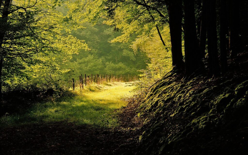 Sunlight through dense trees lighting mossy forest floor and rustic fence by misty mountains path Wallpaper