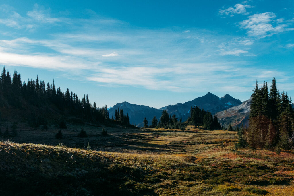 Sunlit field with dense trees and distant mountains under clear blue sky wallpaper background