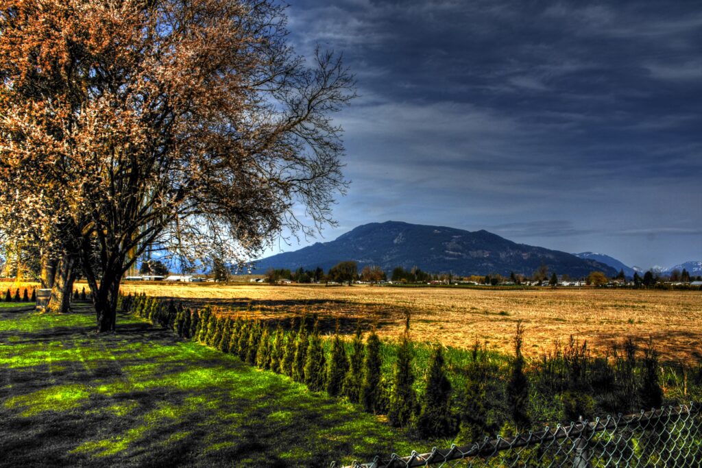 Vibrant sunlit field with rows of trees and dramatic mountain backdrop under cloudy sky wallpaper