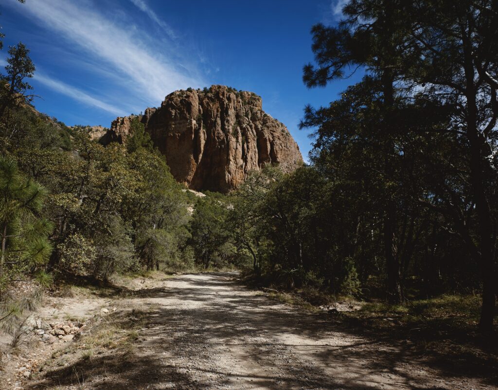 Winding dirt road through dense pine forest toward sunlit mountain under vivid blue sky wallpaper