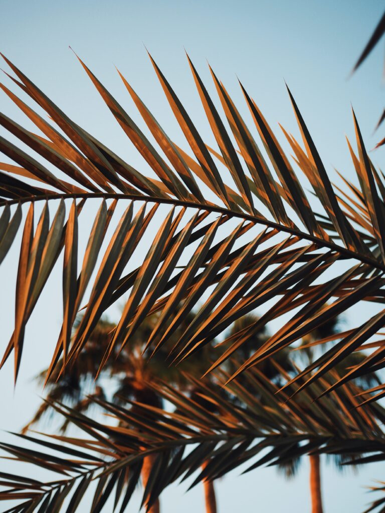 Sharp sunlit palm branches with vibrant green leaves against a clear blue tropical sky background Wallpaper