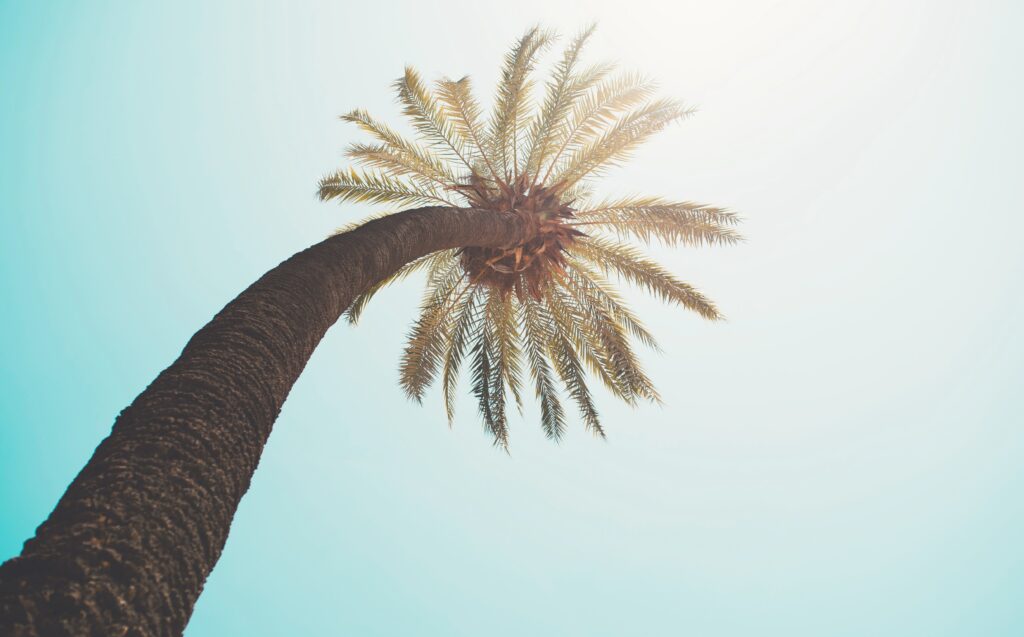 Tall palm tree crown with sunlit fronds against clear blue sky tropical summer wallpaper background