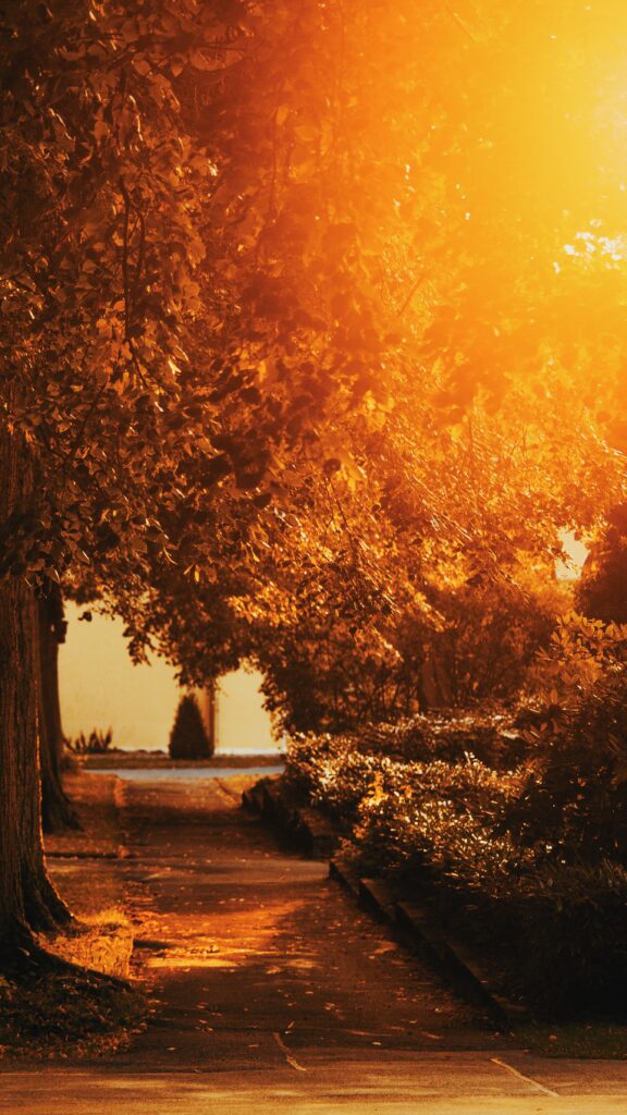 Sunlit park walkway with golden light filtering through lush green trees and dense bushes wallpaper