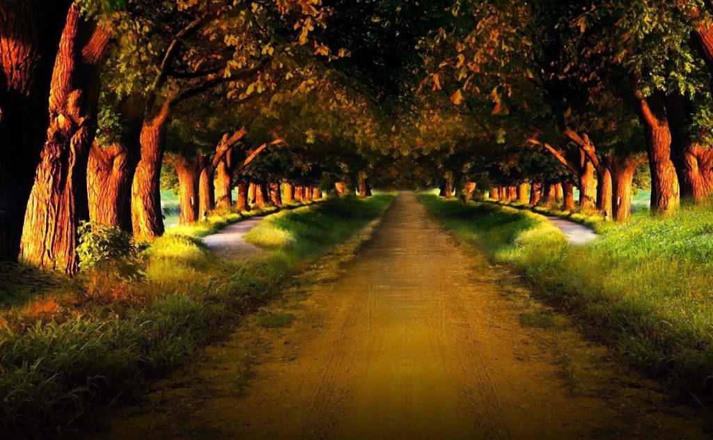 Sunlit dirt path through lush symmetrical trees peaceful landscape wallpaper background for desktop PC
