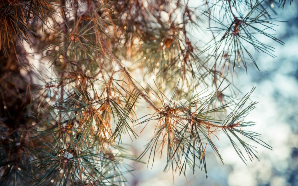 Close-up of pine branches with spiky needles in soft sunlight creating a serene winter wallpaper