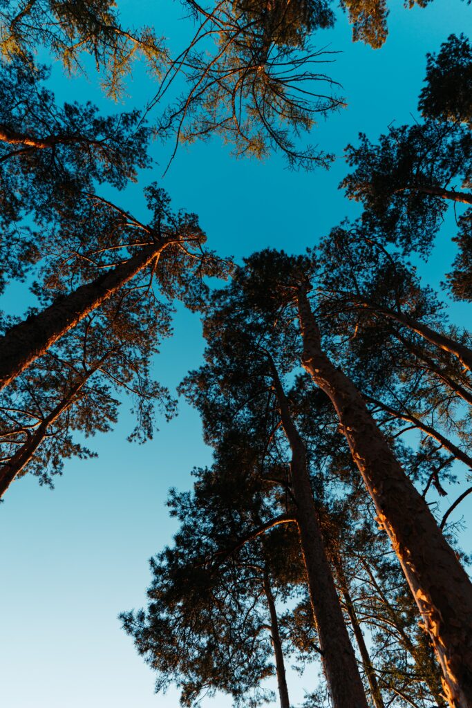 Upward view of tall pine trees with textured trunks lit by sunlight against clear blue sky background Wallpaper