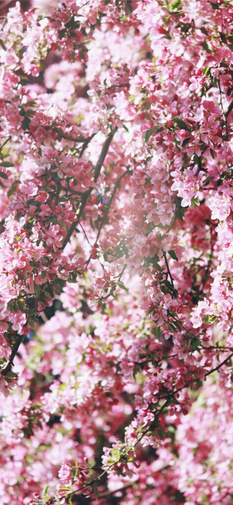 Vibrant Pink Flower Blossom Wallpaper - Serene Sunlit Background