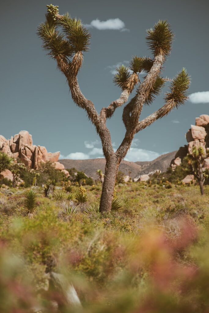 Prickly tree in sunlit savanna with rugged plants rocky outcrops under clear blue sky wallpaper