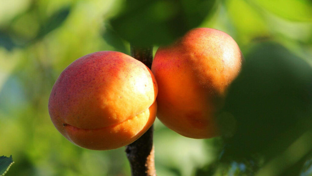 Ripe apricot fruits on sunlit tree branch with green leaves natural wallpaper background