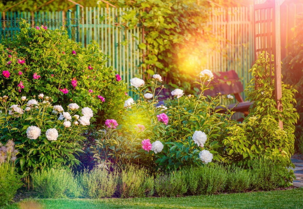 Morning Serenity: Captivating Roses Garden Bathed in Sunlight Wallpaper