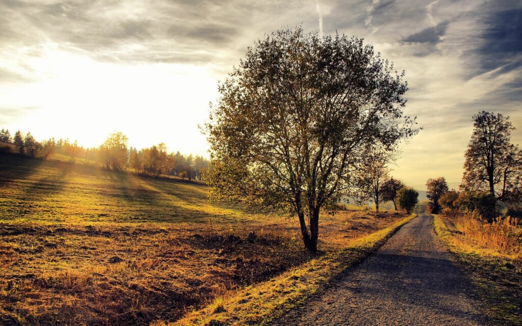 Sunlit rural path by golden tree casting shadows on vibrant soil peaceful nature scene wallpaper
