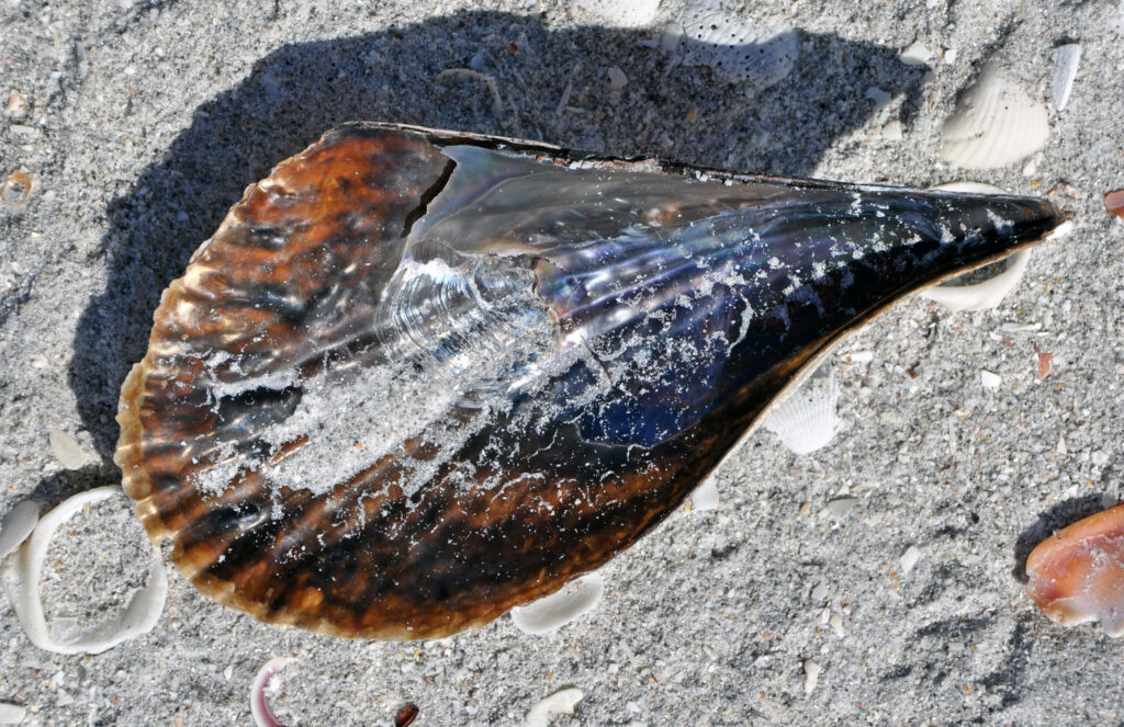 Sunlit glossy seashell on soft sand showcasing natural textures for beach wallpaper background