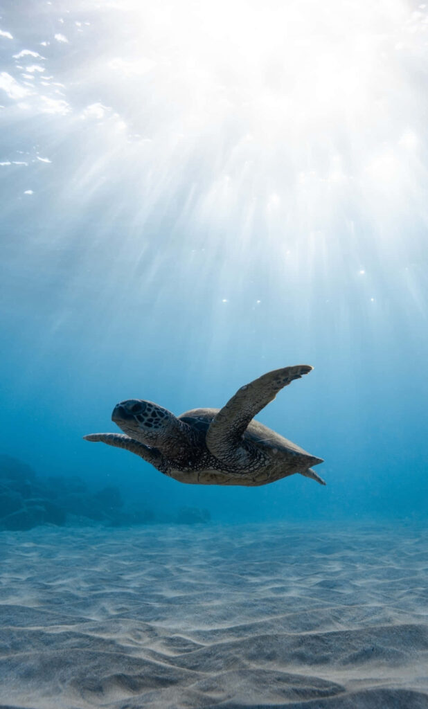 Sunlit Serenity: iPhone Snapshot of a Submerged Turtle in an Underwater Paradise Wallpaper