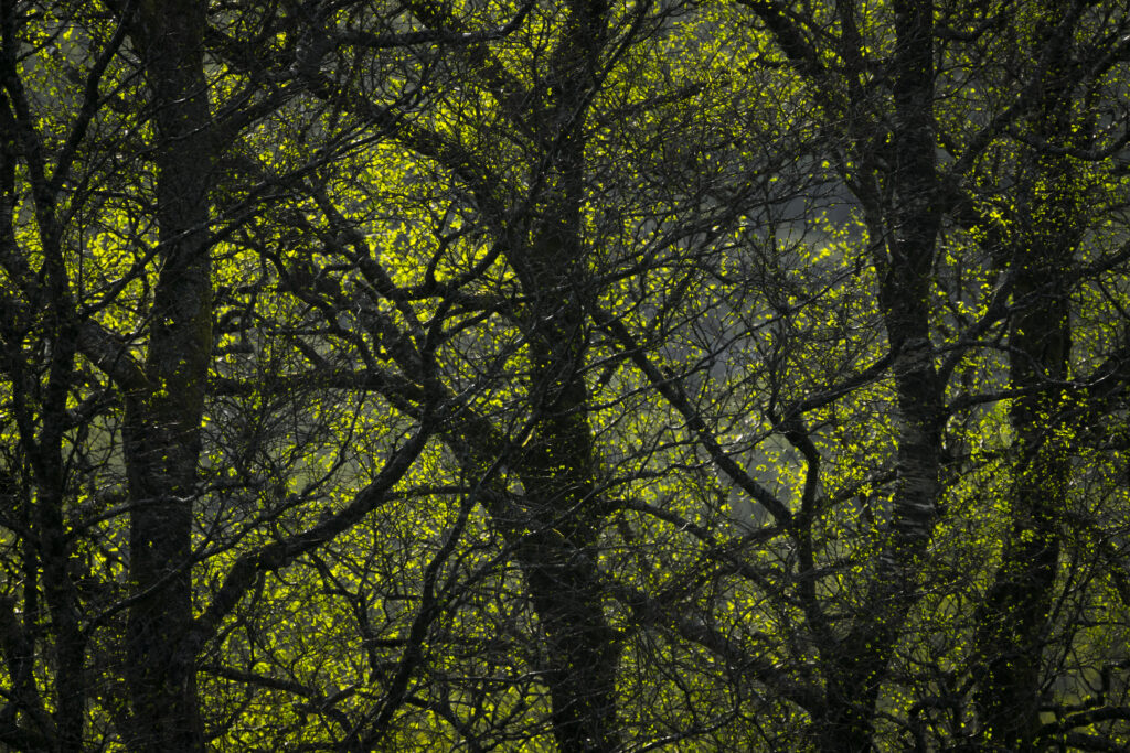 Dense forest wallpaper with tall trees winding branches and vibrant fresh green spring leaves