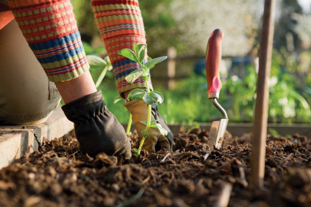 Person planting young sprout in soil with gloves trowel spring gardening wallpaper background