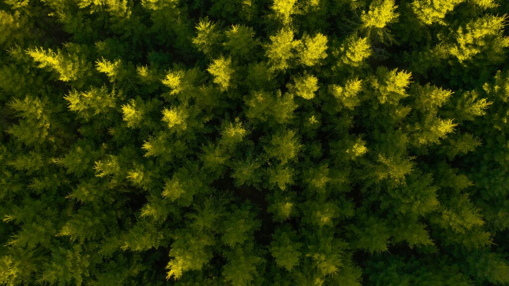 Aerial view of dense spruce forest with sunlight highlighting vibrant green treetops wallpaper