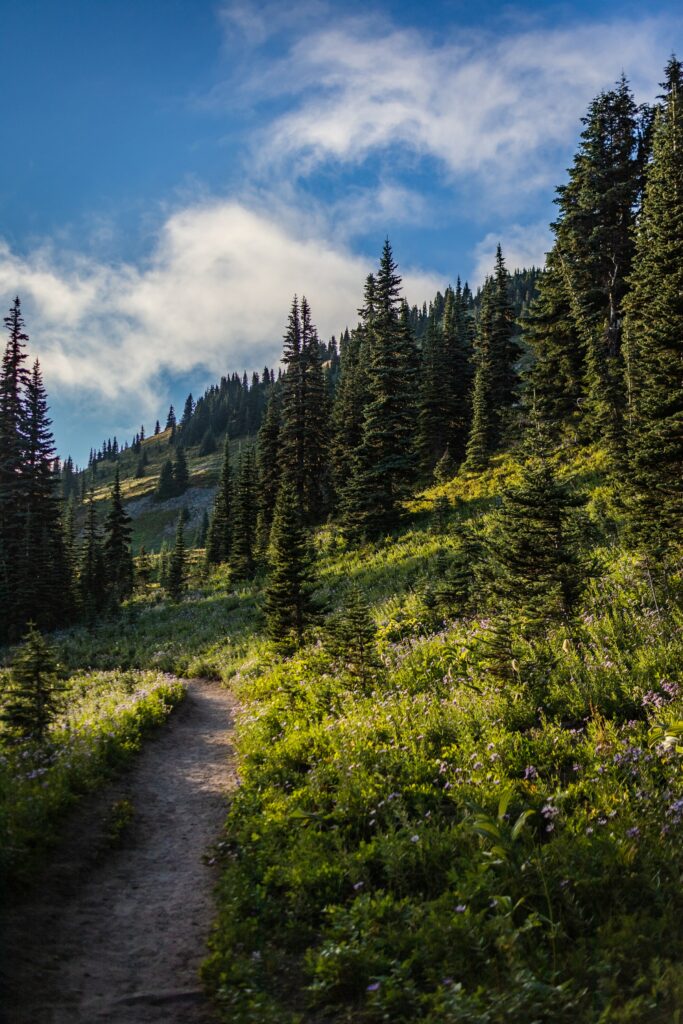 Serene forest wallpaper with towering spruce trees wildflowers winding path sunlit slope blue sky