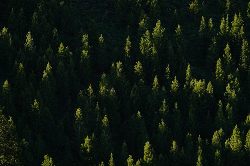 Sunlit dense spruce forest with golden rays casting shadows on lush green foliage wallpaper background