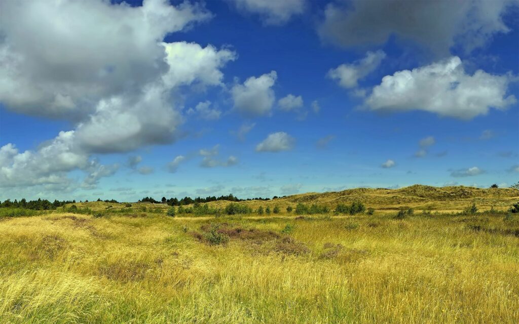 Sunlit golden field green grass rolling hills blue sky white clouds summer countryside wallpaper background
