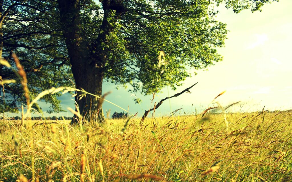 Tall tree shading golden rye and wild grass in sunlit vibrant summer countryside landscape wallpaper