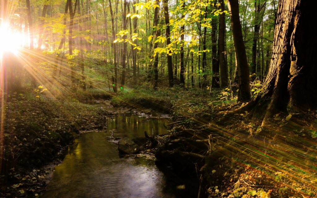 Sunlit summer forest with tranquil river winding through tall trees and lush green grass wallpaper