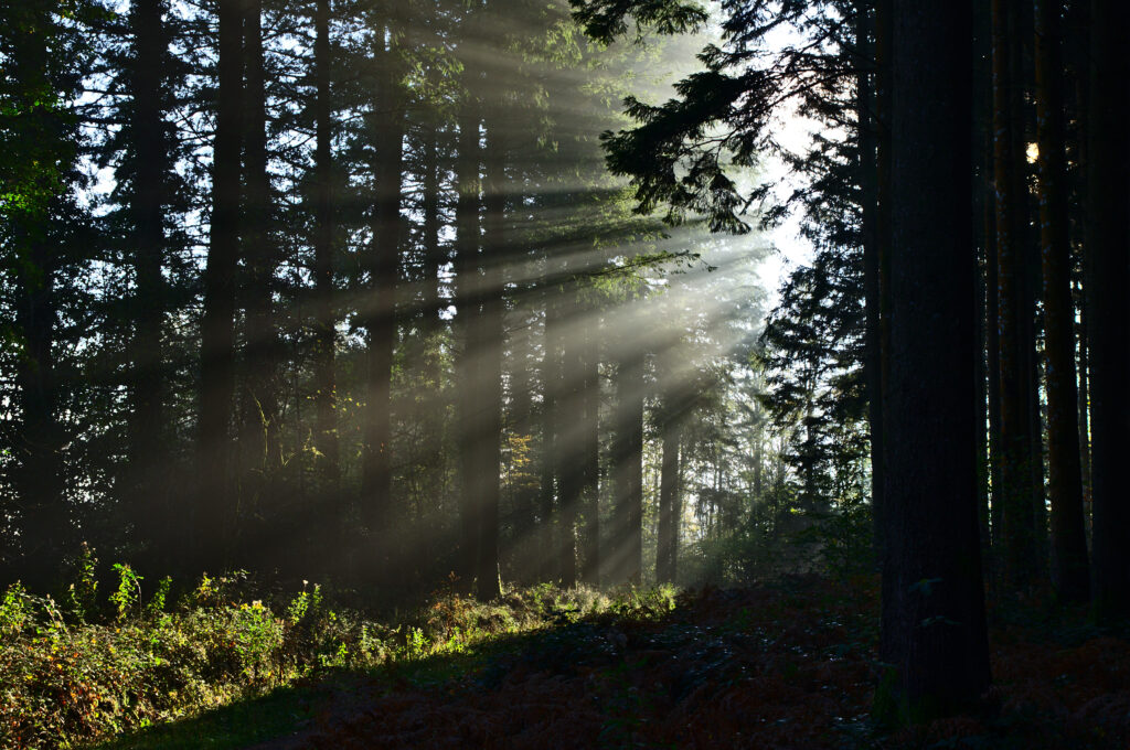 Sunlight streaming through tall trees in a lush green summer forest with dappled light and shadows Wallpaper