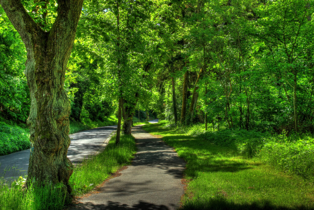 Sunlit trees shading a quiet pathway and road in a lush green Wetzlar park summer scene wallpaper