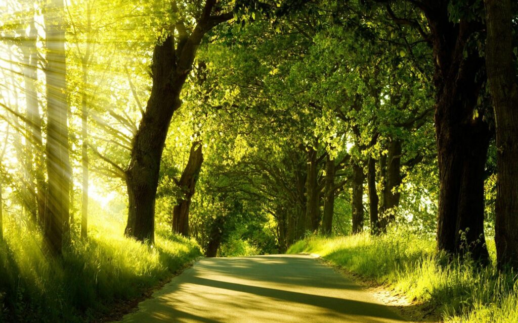 Sunlit summer road winding through lush green trees with golden sunlight filtering through foliage Wallpaper
