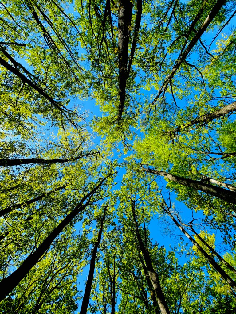 Bottom view of tall summer trees with sunlight through green leaves against blue sky wallpaper