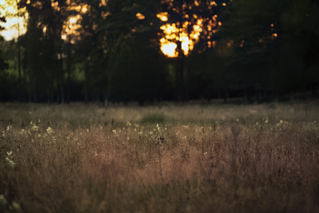 Sunlit field of tall grass at sunset with shadowy trees and warm golden earthy tones wallpaper