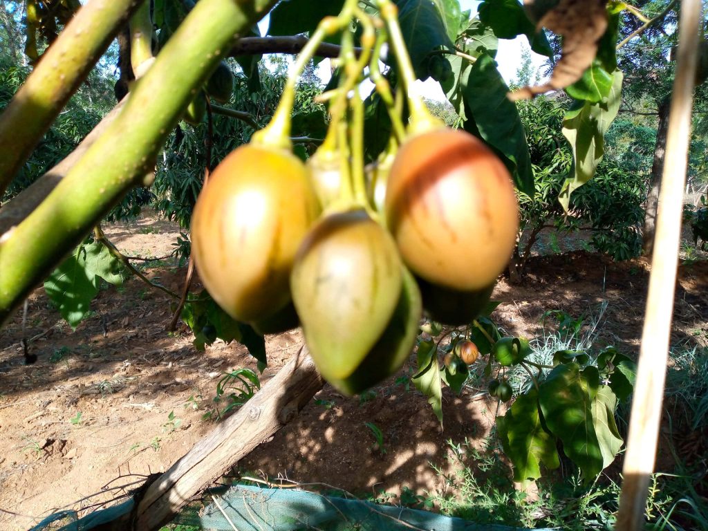 Tamarillo cluster hanging on sunlit tree with vibrant mottled skins and green garden background Wallpaper