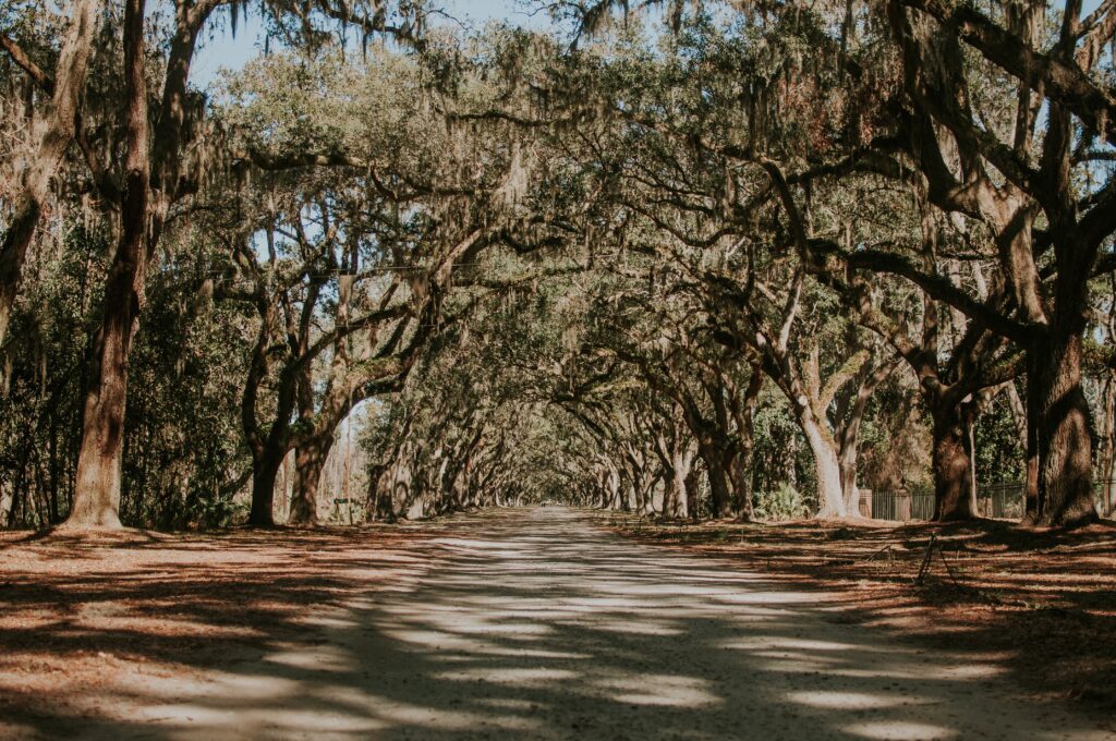 Serene park pathway with arching trees and dappled sunlight creating a natural tunnel view Wallpaper