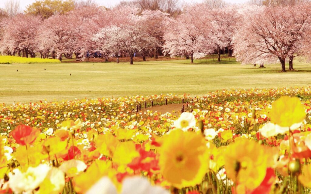 Sunlit spring field with blooming yellow orange white tulips and pink blossoming trees background Wallpaper